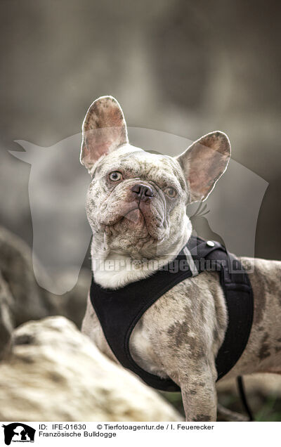 Franzsische Bulldogge / French Bulldog / IFE-01630