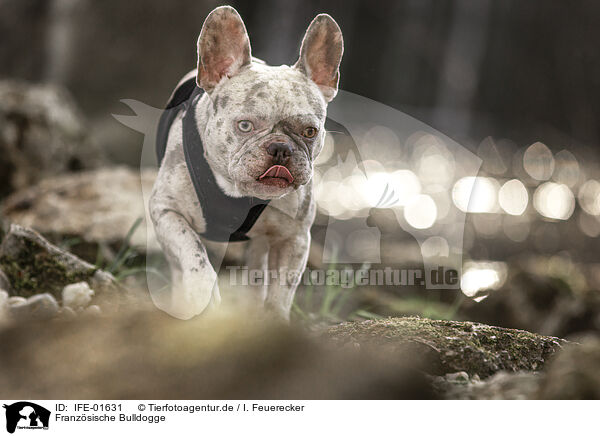 Franzsische Bulldogge / French Bulldog / IFE-01631