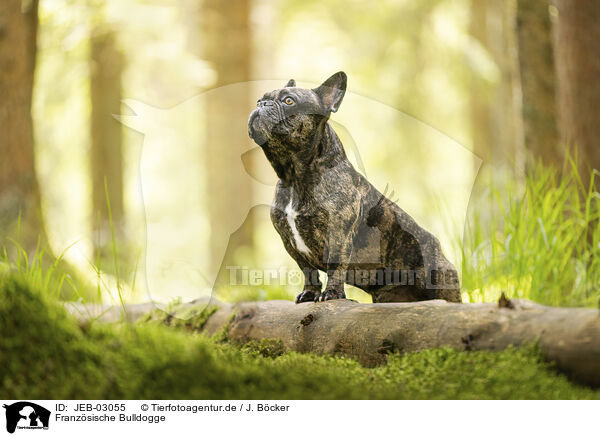 Franzsische Bulldogge / French Bulldog / JEB-03055