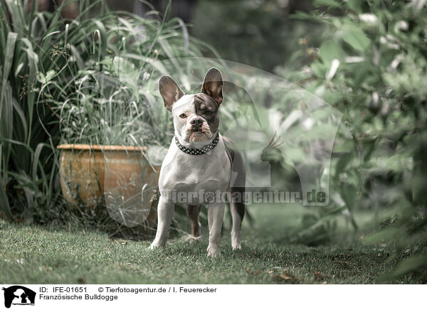 Franzsische Bulldogge / French Bulldog / IFE-01651