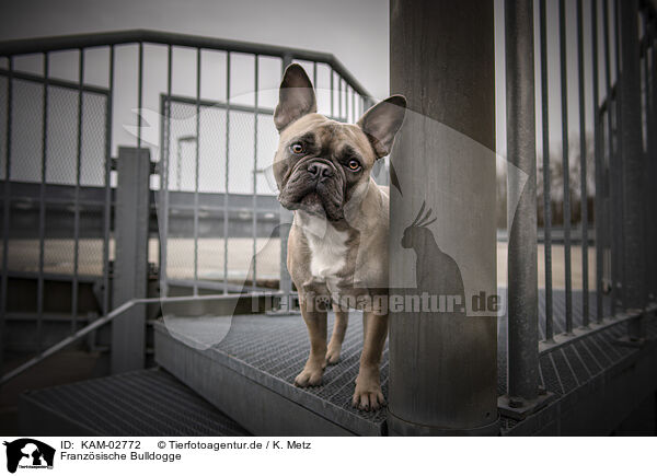 Franzsische Bulldogge / French Bulldog / KAM-02772