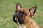 Franzsische Bulldogge Portrait