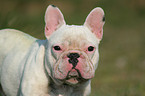 Franzsische Bulldogge Portrait