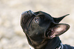 Franzsische Bulldogge Portrait