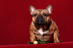 sitzende Franzsische Bulldogge