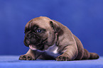 French Bulldog Welpe