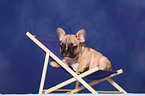 French Bulldog Welpe auf Liegestuhl