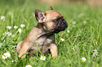 Franzsische Bulldogge Welpe