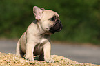 Franzsische Bulldogge Welpe