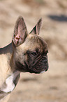 Franzsische Bulldogge Portrait