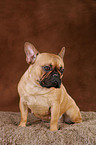 Franzsische Bulldogge