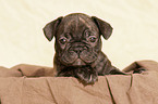 Franzsische Bulldogge Welpe