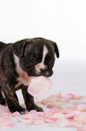 Franzsische Bulldogge