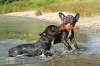 spielende Franzsische Bulldoggen