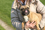 Franzsische Bulldogge wird getragen