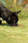 neugierige Franzsische Bulldogge