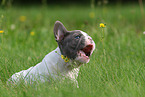 Franzsische Bulldogge Welpe mit Blume