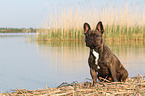 sitzende Franzsische Bulldogge