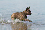 rennende Franzsische Bulldogge