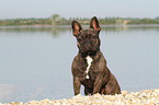 sitzende Franzsische Bulldogge