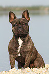 sitzende Franzsische Bulldogge