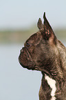 Franzsische Bulldogge Portrait