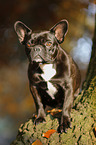 sitzende Franzsische Bulldogge