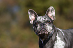 Franzsische Bulldogge Portrait