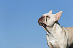 Franzsische Bulldogge Portrait