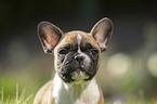 Franzsische Bulldogge Welpe Portrait