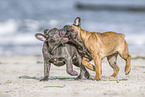 zwei Franzsische Bulldogge Welpen