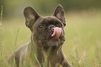 Franzsische Bulldogge Portrait