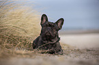 Franzsische Bulldogge an der Ostsee