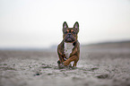 Franzsische Bulldogge rennt am Strand