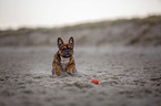 Franzsische Bulldogge rennt am Strand