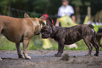 Franzsische Bulldogge zwischen Menschen