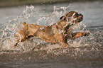 Franzsische Bulldogge im Wasser