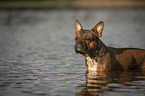 Franzsische Bulldogge im Wasser