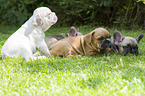 Franzsische Bulldogge Welpen