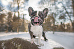 Franzsische Bulldogge im Schnee