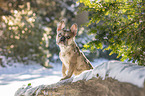 Franzsische Bulldogge im Schnee