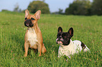 2 Franzsische Bulldoggen