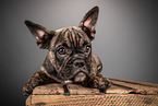 Franzsische Bulldogge Welpe