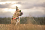 Franzsische Bulldogge auf Stoppelfeld