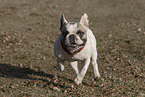 Franzsische Bulldogge