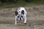 Franzsische Bulldogge