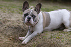 Franzsische Bulldogge