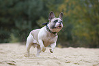 Franzsische Bulldogge