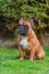 Franzsische Bulldogge im Sommer