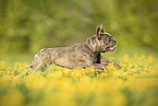 Franzsische Bulldogge im Sommer